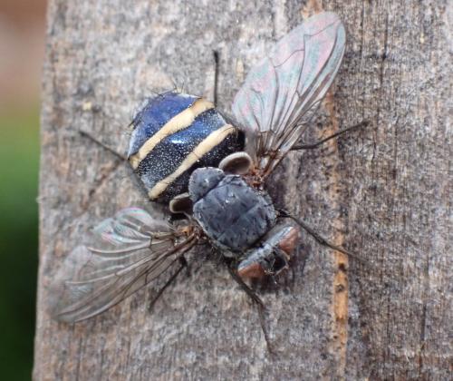 Réf. 352 809 : Calliphora vicina